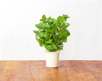 Click and Grow Smart Garden Refill 3-pack - pebermynte